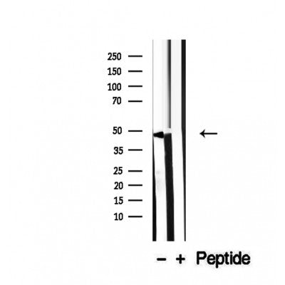 Western blot analysis of extracts from COS7, using SPAG4L Antibody. The lane on the left was treated with blocking peptide.