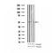 AF3379 at 1/100 staining Rat heart tissue by IHC-P. The sample was formaldehyde fixed and a heat mediated antigen retrieval step in citrate buffer was performed. The sample was then blocked and incubated with the antibody for 1.5 hours at 22¡ãC. An HRP conjugated goat anti-rabbit antibody was used as the secondary