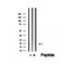 Western blot analysis of extracts from Rat liver, using TMEM70 Antibody. The lane on the left was treated with blocking peptide.