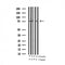 AF3380 staining HepG2 by IF/ICC. The sample were fixed with PFA and permeabilized in 0.1% Triton X-100,then blocked in 10% serum for 45 minutes at 25¡ãC. The primary antibody was diluted at 1/200 and incubated with the sample for 1 hour at 37¡ãC. An  Alexa Fluor 594 conjugated goat anti-rabbit IgG (H+L) Ab, diluted at 1/600, was used as the secondary antibod
