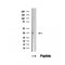 DF12494 staining Hela by IF/ICC. The sample were fixed with PFA and permeabilized in 0.1% Triton X-100,then blocked in 10% serum for 45 minutes at 25¡ãC. The primary antibody was diluted at 1/200 and incubated with the sample for 1 hour at 37¡ãC. An  Alexa Fluor 594 conjugated goat anti-rabbit IgG (H+L) Ab, diluted at 1/600, was used as the secondary antibod