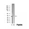 DF12499 staining Hela by IF/ICC. The sample were fixed with PFA and permeabilized in 0.1% Triton X-100,then blocked in 10% serum for 45 minutes at 25¡ãC. The primary antibody was diluted at 1/200 and incubated with the sample for 1 hour at 37¡ãC. An  Alexa Fluor 594 conjugated goat anti-rabbit IgG (H+L) Ab, diluted at 1/600, was used as the secondary antibod