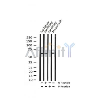 AF3381 staining HeLa by IF/ICC. The sample were fixed with PFA and permeabilized in 0.1% Triton X-100,then blocked in 10% serum for 45 minutes at 25¡ãC. The primary antibody was diluted at 1/200 and incubated with the sample for 1 hour at 37¡ãC. An  Alexa Fluor 594 conjugated goat anti-rabbit IgG (H+L) Ab, diluted at 1/600, was used as the secondary antibod