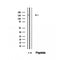 Western blot analysis of extracts from Mouse  spleen, using ZFYVE16 Antibody. The lane on the left was treated with blocking peptide.