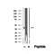 DF12509 staining Hela by IF/ICC. The samples were fixed with PFA and permeabilized in 0.1% Triton X-100,then blocked in 10% serum for 45 minutes at 25¡ãC. Samples were then incubated with primary Ab(DF12509 1:200) and mouse anti-beta tubulin Ab(T0023 1:200) for 1 hour at 37¡ãC. An  AlexaFluor594 conjugated goat anti-rabbit IgG(H+L) Ab(S0006 1:200 Red) and an AlexaFluor488 conjugated goat anti-mouse IgG(H+L) Ab(S0017 1:600 Green) were used as the secondary antibod