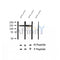 AF2301 at 1/100 staining Human thyroid cancer tissue by IHC-P. The sample was formaldehyde fixed and a heat mediated antigen retrieval step in citrate buffer was performed. The sample was then blocked and incubated with the antibody for 1.5 hours at 22¡ãC. An HRP conjugated goat anti-rabbit antibody was used as the secondary