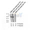AF2307 at 1/100 staining Human thyroid cancer tissue by IHC-P. The sample was formaldehyde fixed and a heat mediated antigen retrieval step in citrate buffer was performed. The sample was then blocked and incubated with the antibody for 1.5 hours at 22¡ãC. An HRP conjugated goat anti-rabbit antibody was used as the secondary