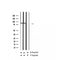 AF2310 at 1/100 staining Rat brain tissue by IHC-P. The sample was formaldehyde fixed and a heat mediated antigen retrieval step in citrate buffer was performed. The sample was then blocked and incubated with the antibody for 1.5 hours at 22¡ãC. An HRP conjugated goat anti-rabbit antibody was used as the secondary