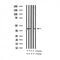 AF3383 staining NIH-3T3 by IF/ICC. The sample were fixed with PFA and permeabilized in 0.1% Triton X-100,then blocked in 10% serum for 45 minutes at 25¡ãC. The primary antibody was diluted at 1/200 and incubated with the sample for 1 hour at 37¡ãC. An  Alexa Fluor 594 conjugated goat anti-rabbit IgG (H+L) Ab, diluted at 1/600, was used as the secondary antibod