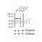 AF2314 at 1/100 staining Human thyroid cancer tissue by IHC-P. The sample was formaldehyde fixed and a heat mediated antigen retrieval step in citrate buffer was performed. The sample was then blocked and incubated with the antibody for 1.5 hours at 22¡ãC. An HRP conjugated goat anti-rabbit antibody was used as the secondary
