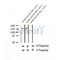 AF2317 at 1/100 staining Human thyroid cancer tissue by IHC-P. The sample was formaldehyde fixed and a heat mediated antigen retrieval step in citrate buffer was performed. The sample was then blocked and incubated with the antibody for 1.5 hours at 22¡ãC. An HRP conjugated goat anti-rabbit antibody was used as the secondary