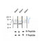 AF2329 at 1/100 staining Human thyroid cancer tissue by IHC-P. The sample was formaldehyde fixed and a heat mediated antigen retrieval step in citrate buffer was performed. The sample was then blocked and incubated with the antibody for 1.5 hours at 22¡ãC. An HRP conjugated goat anti-rabbit antibody was used as the secondary