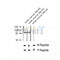 AF2347 at 1/100 staining Human thyroid cancer tissue by IHC-P. The sample was formaldehyde fixed and a heat mediated antigen retrieval step in citrate buffer was performed. The sample was then blocked and incubated with the antibody for 1.5 hours at 22¡ãC. An HRP conjugated goat anti-rabbit antibody was used as the secondary