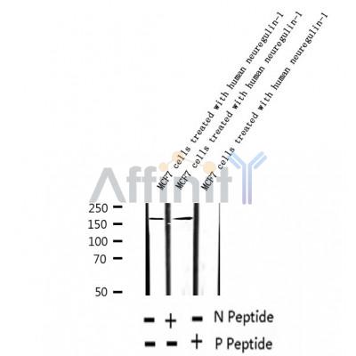 AF2348 at 1/100 staining Mouse kidney tissue by IHC-P. The sample was formaldehyde fixed and a heat mediated antigen retrieval step in citrate buffer was performed. The sample was then blocked and incubated with the antibody for 1.5 hours at 22¡ãC. An HRP conjugated goat anti-rabbit antibody was used as the secondary