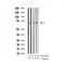 AF3388 staining HeLa by IF/ICC. The sample were fixed with PFA and permeabilized in 0.1% Triton X-100,then blocked in 10% serum for 45 minutes at 25¡ãC. The primary antibody was diluted at 1/200 and incubated with the sample for 1 hour at 37¡ãC. An  Alexa Fluor 594 conjugated goat anti-rabbit IgG (H+L) Ab, diluted at 1/600, was used as the secondary antibod