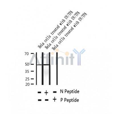 AF2361 at 1/100 staining Mouse liver tissue by IHC-P. The sample was formaldehyde fixed and a heat mediated antigen retrieval step in citrate buffer was performed. The sample was then blocked and incubated with the antibody for 1.5 hours at 22¡ãC. An HRP conjugated goat anti-rabbit antibody was used as the secondary