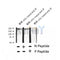 AF2373 at 1/100 staining Human lung tissue by IHC-P. The sample was formaldehyde fixed and a heat mediated antigen retrieval step in citrate buffer was performed. The sample was then blocked and incubated with the antibody for 1.5 hours at 22¡ãC. An HRP conjugated goat anti-rabbit antibody was used as the secondary