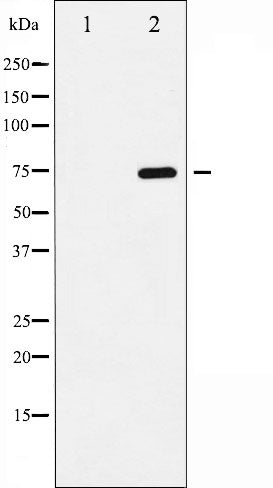 AF3390 staining HeLa by IF/ICC. The sample were fixed with PFA and permeabilized in 0.1% Triton X-100,then blocked in 10% serum for 45 minutes at 25¡ãC. The primary antibody was diluted at 1/200 and incubated with the sample for 1 hour at 37¡ãC. An  Alexa Fluor 594 conjugated goat anti-rabbit IgG (H+L) Ab, diluted at 1/600, was used as the secondary antibod