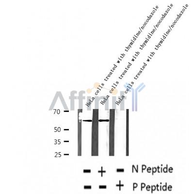 AF2385 at 1/100 staining Mouse colon tissue by IHC-P. The sample was formaldehyde fixed and a heat mediated antigen retrieval step in citrate buffer was performed. The sample was then blocked and incubated with the antibody for 1.5 hours at 22¡ãC. An HRP conjugated goat anti-rabbit antibody was used as the secondary