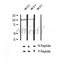AF2395 at 1/100 staining Human lung tissue by IHC-P. The sample was formaldehyde fixed and a heat mediated antigen retrieval step in citrate buffer was performed. The sample was then blocked and incubated with the antibody for 1.5 hours at 22¡ãC. An HRP conjugated goat anti-rabbit antibody was used as the secondary