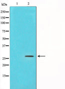 Western blot analysis on NIH-3T3 cell lysate using PDGFB Antibody,The lane on the left is treated with the antigen-specific peptide.