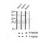 AF2403 at 1/100 staining Human thyroid cancer tissue by IHC-P. The sample was formaldehyde fixed and a heat mediated antigen retrieval step in citrate buffer was performed. The sample was then blocked and incubated with the antibody for 1.5 hours at 22¡ãC. An HRP conjugated goat anti-rabbit antibody was used as the secondary
