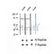AF2406 at 1/100 staining Mouse liver tissue by IHC-P. The sample was formaldehyde fixed and a heat mediated antigen retrieval step in citrate buffer was performed. The sample was then blocked and incubated with the antibody for 1.5 hours at 22¡ãC. An HRP conjugated goat anti-rabbit antibody was used as the secondary