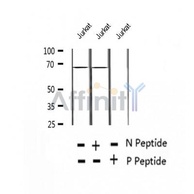 AF2406 at 1/100 staining Mouse liver tissue by IHC-P. The sample was formaldehyde fixed and a heat mediated antigen retrieval step in citrate buffer was performed. The sample was then blocked and incubated with the antibody for 1.5 hours at 22¡ãC. An HRP conjugated goat anti-rabbit antibody was used as the secondary
