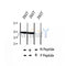 AF2408 at 1/100 staining Mouse lung tissue by IHC-P. The sample was formaldehyde fixed and a heat mediated antigen retrieval step in citrate buffer was performed. The sample was then blocked and incubated with the antibody for 1.5 hours at 22¡ãC. An HRP conjugated goat anti-rabbit antibody was used as the secondary
