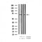 AF3393 staining HeLa by IF/ICC. The sample were fixed with PFA and permeabilized in 0.1% Triton X-100,then blocked in 10% serum for 45 minutes at 25¡ãC. The primary antibody was diluted at 1/200 and incubated with the sample for 1 hour at 37¡ãC. An  Alexa Fluor 594 conjugated goat anti-rabbit IgG (H+L) Ab, diluted at 1/600, was used as the secondary antibod