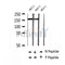 AF2412 at 1/100 staining Mouse lung tissue by IHC-P. The sample was formaldehyde fixed and a heat mediated antigen retrieval step in citrate buffer was performed. The sample was then blocked and incubated with the antibody for 1.5 hours at 22¡ãC. An HRP conjugated goat anti-rabbit antibody was used as the secondary