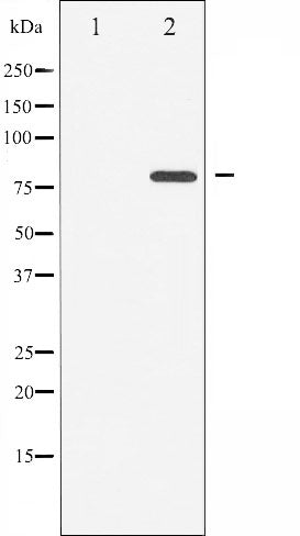 AF3394 staining  Hela cells by IF/ICC. The sample were fixed with PFA and permeabilized in 0.1% Triton X-100,then blocked in 10% serum for 45 minutes at 25¡ãC. The primary antibody was diluted at 1/200 and incubated with the sample for 1 hour at 37¡ãC. An  Alexa Fluor 594 conjugated goat anti-rabbit IgG (H+L) antibody(Cat.