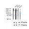 Western blot analysis of extracts of C2C12 cells, using Phospho-TBC1D1 (Ser237) Antibody.