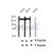 Western blot analysis of extracts of C2C12 cells, using Phospho-TBC1D1 (Thr590) Antibody.