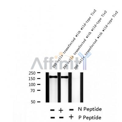 AF2424 at 1/100 staining Human lymph node tissue by IHC-P. The sample was formaldehyde fixed and a heat mediated antigen retrieval step in citrate buffer was performed. The sample was then blocked and incubated with the antibody for 1.5 hours at 22¡ãC. An HRP conjugated goat anti-rabbit antibody was used as the secondary