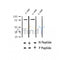 AF2426 at 1/100 staining Human thyroid cancer tissue by IHC-P. The sample was formaldehyde fixed and a heat mediated antigen retrieval step in citrate buffer was performed. The sample was then blocked and incubated with the antibody for 1.5 hours at 22¡ãC. An HRP conjugated goat anti-rabbit antibody was used as the secondary