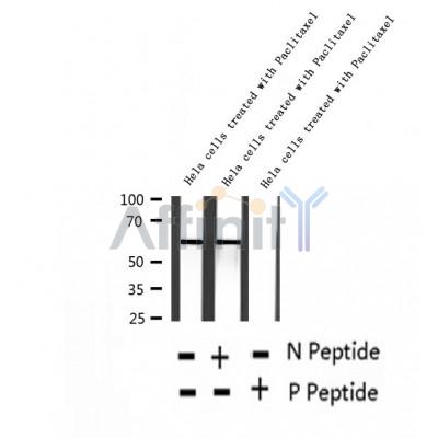 AF2433 at 1/100 staining Mouse lung tissue by IHC-P. The sample was formaldehyde fixed and a heat mediated antigen retrieval step in citrate buffer was performed. The sample was then blocked and incubated with the antibody for 1.5 hours at 22¡ãC. An HRP conjugated goat anti-rabbit antibody was used as the secondary