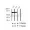 AF2437 at 1/100 staining Rat liver tissue by IHC-P. The sample was formaldehyde fixed and a heat mediated antigen retrieval step in citrate buffer was performed. The sample was then blocked and incubated with the antibody for 1.5 hours at 22¡ãC. An HRP conjugated goat anti-rabbit antibody was used as the secondary