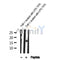 AF4006 staining HepG2 by IF/ICC. The sample were fixed with PFA and permeabilized in 0.1% Triton X-100,then blocked in 10% serum for 45 minutes at 25¡ãC. The primary antibody was diluted at 1/200 and incubated with the sample for 1 hour at 37¡ãC. An  Alexa Fluor 594 conjugated goat anti-rabbit IgG (H+L) Ab, diluted at 1/600, was used as the secondary antibod