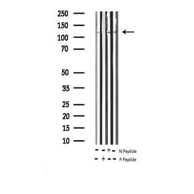 AF3399 staining NIH-3T3 by IF/ICC. The sample were fixed with PFA and permeabilized in 0.1% Triton X-100,then blocked in 10% serum for 45 minutes at 25¡ãC. The primary antibody was diluted at 1/200 and incubated with the sample for 1 hour at 37¡ãC. An  Alexa Fluor 594 conjugated goat anti-rabbit IgG (H+L) Ab, diluted at 1/600, was used as the secondary antibod