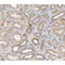 AF0241 at 1/100 staining human kidney tissue sections by IHC-P. The tissue was formaldehyde fixed and a heat mediated antigen retrieval step in citrate buffer was performed. The tissue was then blocked and incubated with the antibody for 1.5 hours at 22¡ãC. An HRP conjugated goat anti-rabbit antibody was used as the secondary