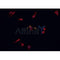 AF0241 staining CACO-2 cells by IF/ICC. The sample were fixed with PFA and permeabilized in 0.1% Triton X-100,then blocked in 10% serum for 45 minutes at 25¡ãC. The primary antibody was diluted at 1/200 and incubated with the sample for 1 hour at 37¡ãC. An  Alexa Fluor 594 conjugated goat anti-rabbit IgG (H+L) antibody(Cat.