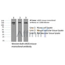 Western blot analysis of eNOS mouse monoclonal antibody expression in HuvEc, Mouse vascular and Rat vascular cell/tissue lysates.