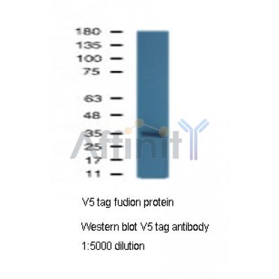 Western blot analysis of V5 tag Antibody expression in V5-tag fusion protein
 sample