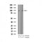 AF3410 staining NIH-3T3 by IF/ICC. The sample were fixed with PFA and permeabilized in 0.1% Triton X-100,then blocked in 10% serum for 45 minutes at 25¡ãC. The primary antibody was diluted at 1/200 and incubated with the sample for 1 hour at 37¡ãC. An  Alexa Fluor 594 conjugated goat anti-rabbit IgG (H+L) Ab, diluted at 1/600, was used as the secondary antibod