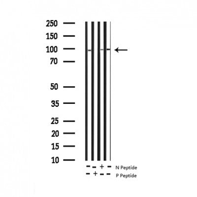 AF3410 staining NIH-3T3 by IF/ICC. The sample were fixed with PFA and permeabilized in 0.1% Triton X-100,then blocked in 10% serum for 45 minutes at 25¡ãC. The primary antibody was diluted at 1/200 and incubated with the sample for 1 hour at 37¡ãC. An  Alexa Fluor 594 conjugated goat anti-rabbit IgG (H+L) Ab, diluted at 1/600, was used as the secondary antibod
