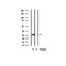 AF3414 staining 293 by IF/ICC. The sample were fixed with PFA and permeabilized in 0.1% Triton X-100,then blocked in 10% serum for 45 minutes at 25¡ãC. The primary antibody was diluted at 1/200 and incubated with the sample for 1 hour at 37¡ãC. An  Alexa Fluor 594 conjugated goat anti-rabbit IgG (H+L) Ab, diluted at 1/600, was used as the secondary antibod