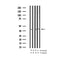 AF3494 staining Hela by IF/ICC. The sample were fixed with PFA and permeabilized in 0.1% Triton X-100,then blocked in 10% serum for 45 minutes at 25¡ãC. The primary antibody was diluted at 1/200 and incubated with the sample for 1 hour at 37¡ãC. An  Alexa Fluor 594 conjugated goat anti-rabbit IgG (H+L) Ab, diluted at 1/600, was used as the secondary antibod