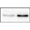 Western blot analysis of NF-kappaB p65 using various lysates   Lanes 1 - 2: Merged signal (red and green). Green - AF5006 observed at 65 kDa. Red - loading control, T0004, observed at 36 kDa.   Blots were developed with Goat Anti-Rabbit IgG(H+L) FITC–conjugated (S0008) and Goat Anti-Mouse IgG(H+L) Alexa Fluor 594–conjugated  (S0005) secondary antibodies