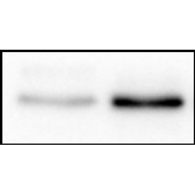Western blot analysis of NF-kappaB p65 using various lysates   Lanes 1 - 2: Merged signal (red and green). Green - AF5006 observed at 65 kDa. Red - loading control, T0004, observed at 36 kDa.   Blots were developed with Goat Anti-Rabbit IgG(H+L) FITC–conjugated (S0008) and Goat Anti-Mouse IgG(H+L) Alexa Fluor 594–conjugated  (S0005) secondary antibodies